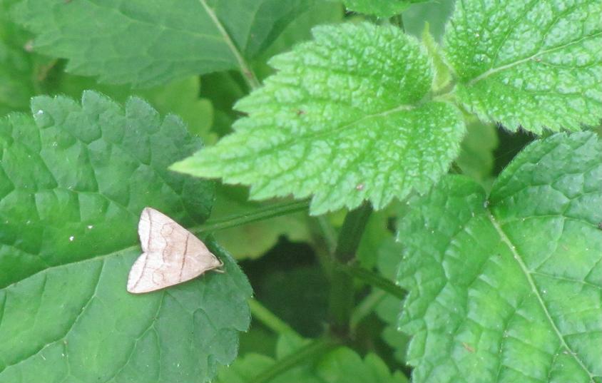 Falena da ID (1) -  Herminia grisealis